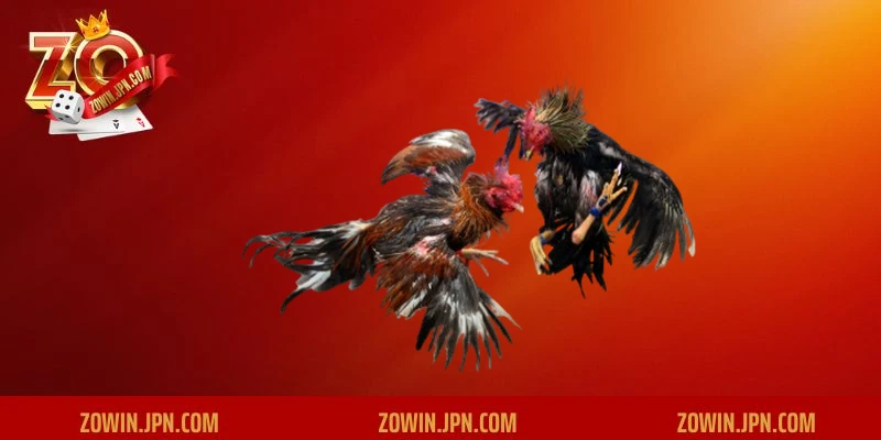 Các loại hình cá cược đá gà phổ biến